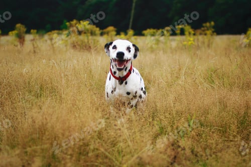 Preview: Dalmatian happy to be in a field
