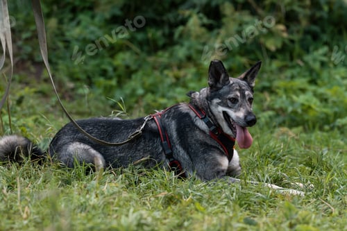 Preview: Portrait of dog with tongue lying on grass.