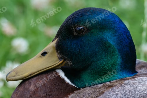 Preview: Detailed Mallard Duck Portrait