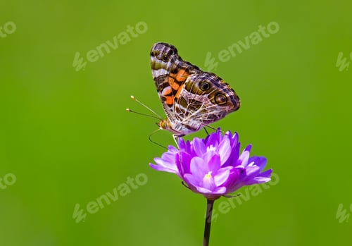 Preview: Butterfly on Colorful Flower