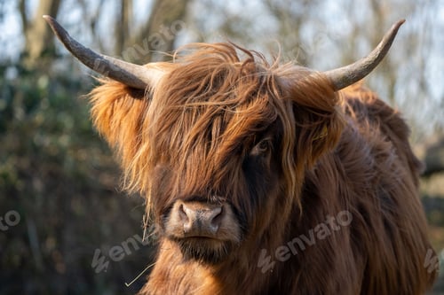 Preview: Cute portrait of a Scottish Highlander cow with blur background