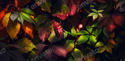 Preview: Autumn natural background with red, green, purple, orange leaves, fall bright texture, banner