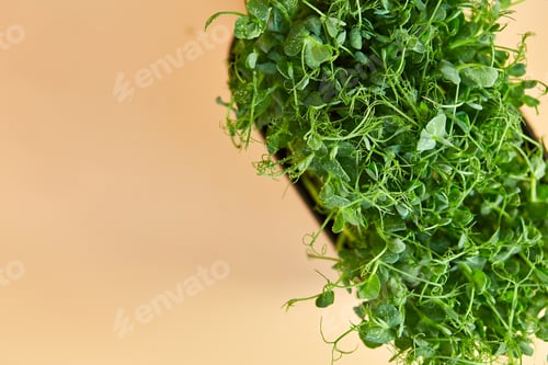 Preview: Close up Peas microgreens sprouts, Healthy eating Sprouts of green peas