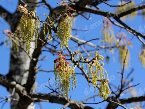 Preview: Springtime Growth On Tree - Photograph Of Springtime Buds And Growth On A Tree With A Bright Blue