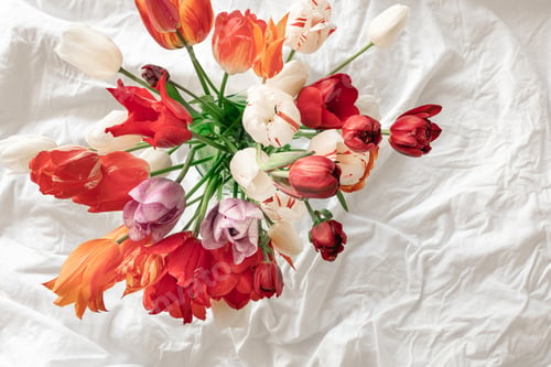 Preview: Bouquet of fresh tulips in a white bed, top view.