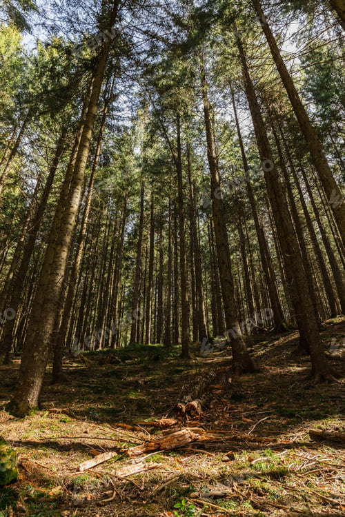 Preview: Sunlight on meadow in spruce forest