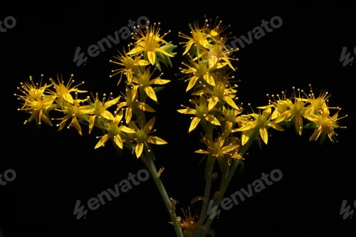 Preview: Close up goldmoss Stonecrop (Sedum acre) flower and leaves