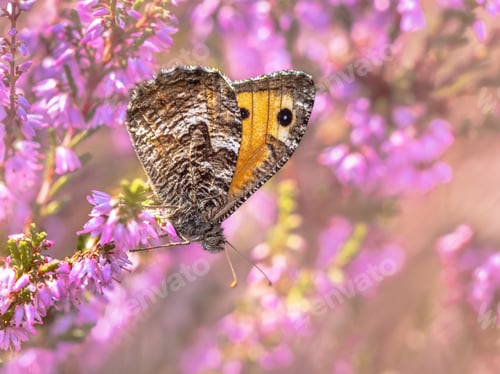 Preview: Rock grayling butterfly on heath