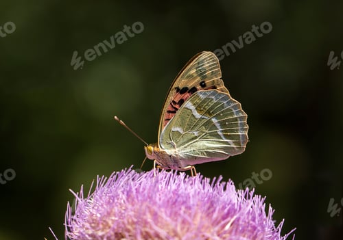 Preview: Natural life; butterfly in nature. Fauna / flora concept.