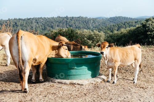 Preview: Domestic cows standing near water tub in daylight on farmland