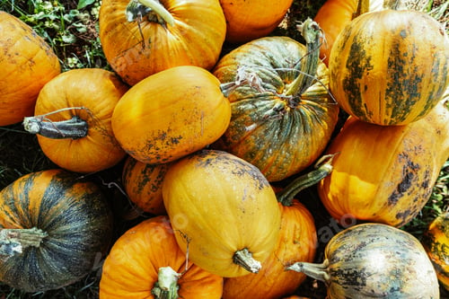 Preview: Many ripe pumpkins Orange abstract background