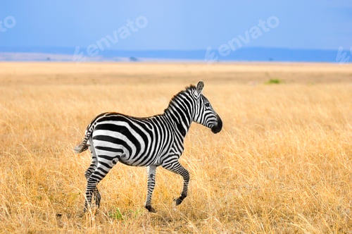 Preview: Zebra