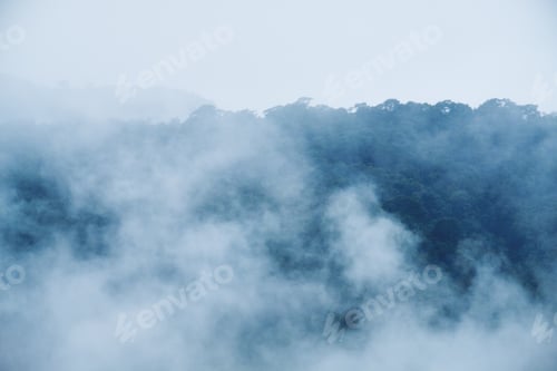 Preview: Closeup image of dense fog cover a tropical rainforest