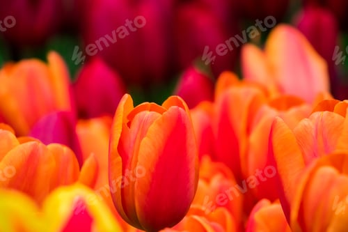 Preview: Growing tulips. Fresh flowers in the farm field.