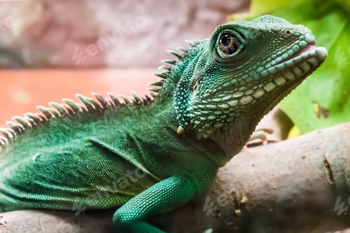 Preview: lizard on bruch in terrarium