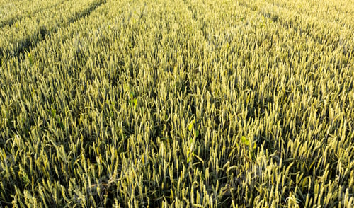 Preview: Aerial view of rye field on sunny day