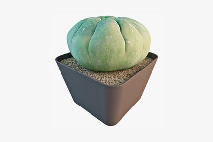 Preview: Cactus in square ceramic pot