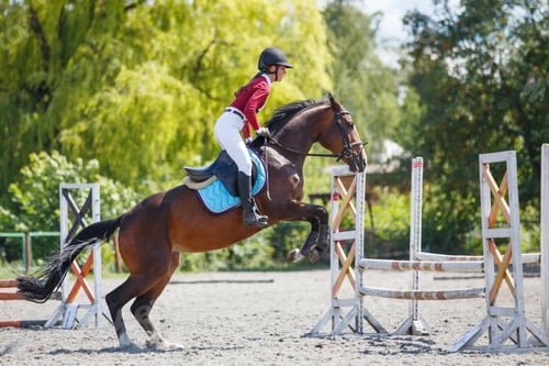 Preview: Young woman riding horseback jumping over the hurdle on showjumping course