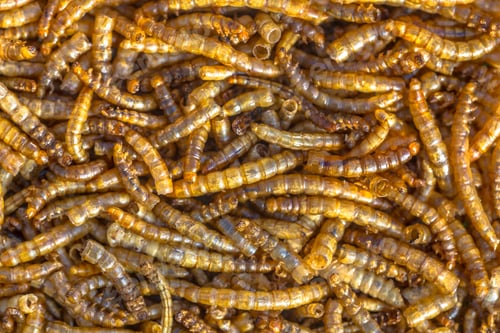 Preview: Dried mealworm larvae background