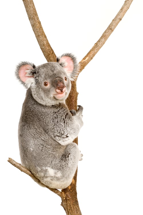 Vorschau: Koala