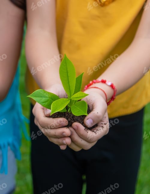 Preview: The child holds the plant and soil in his hands. Selective focus.