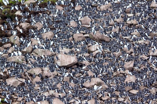 Preview: Gathering of Common Murres