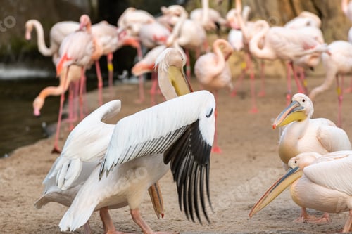 Preview: Group of common pelicans, Pelecanus onocrotalus, arguing among themselves with flamingos