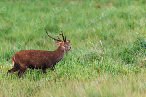 Preview: Barking deer in the meadow