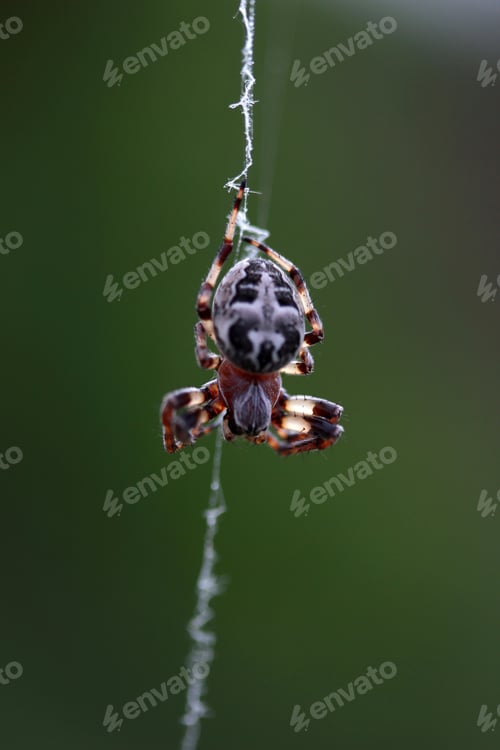 Preview: Spider