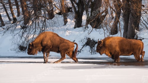 Preview: Two european wisents wading in frozen lake in winter