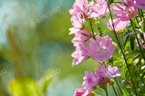 Preview: Japanese anemone - Anemone hupehensis