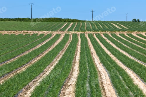 Preview: Cultivated field