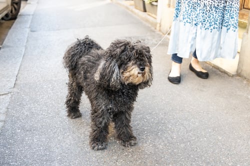 Preview: Person walking cheerful and happy pet dog in the street with leash during summer