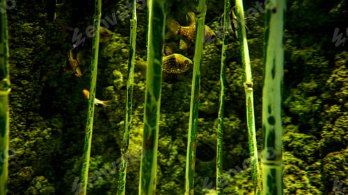 Preview: Closeup of little fishes swimming between bamboo growing in river