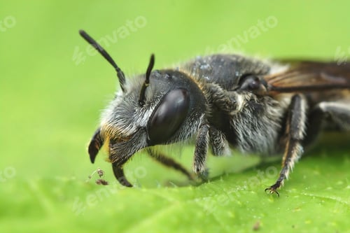 Preview: Facial closeup of a female Viper's Bugloss Mason Bee on a green leaf