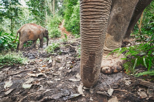 Preview: Elephants in jungle