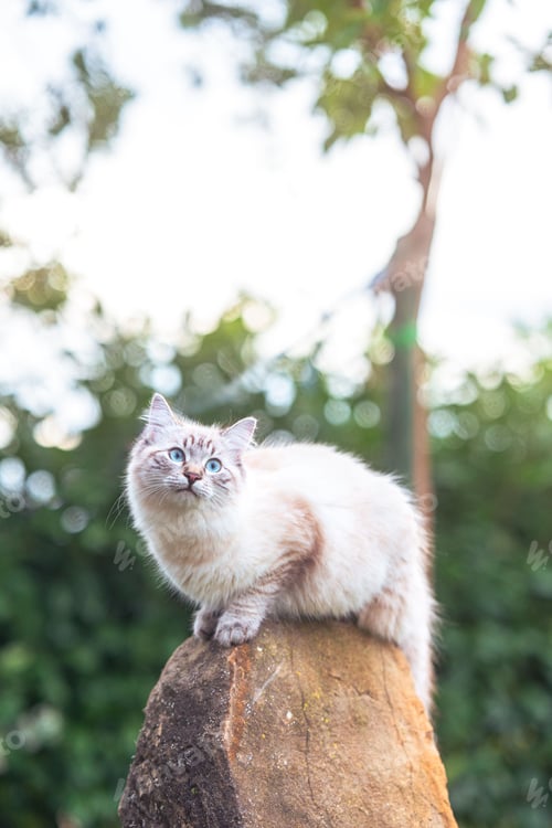 Preview: A beautiful fluffy cat with blue eyes