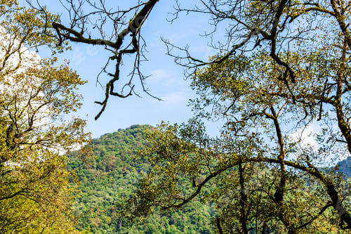 Preview: branches of overgrown with lichen and mountain
