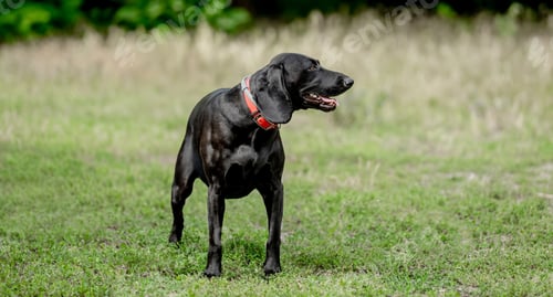 Preview: Black labrador walking at nature at summer