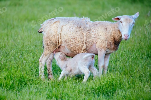 Preview: Family of Sheep in Australia