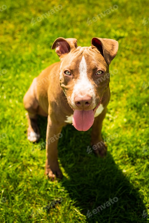 Preview: Young pitbull Staffordshire Bull Terrier in garden looks towards camera with tongue out blue eyes