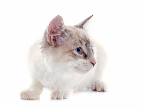 Preview: birman kitten