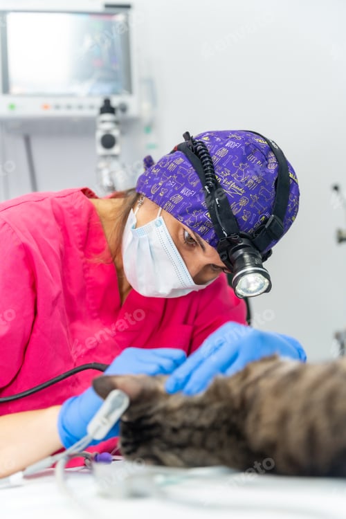 Preview: Veterinary clinic with a cat, veterinary woman working on the operation of the mouth and teeth