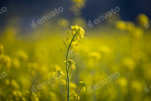 Preview: Midway through February 2024, mustard blossoms in a stunningly beautiful way.