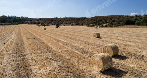 Preview: Harvesting in Cyprus. Stacks of hay bales on summer field. Agriculture outdoors
