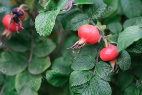 Preview: rose hips beris with green leaves.