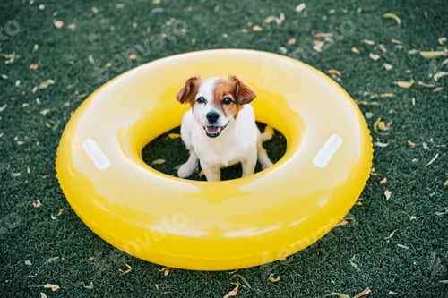 Preview: portrait of cute jack russell dog smiling outdoors sitting on the grass, summer time