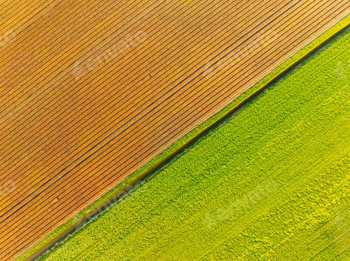 Preview: Tulips field as a background. Field with rows. Aerial view. Nature.