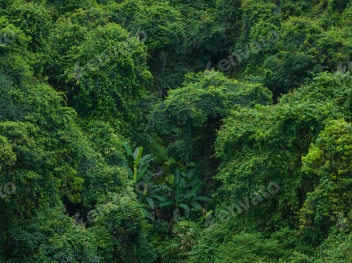 Preview: Aerial view of tropical forest in summer