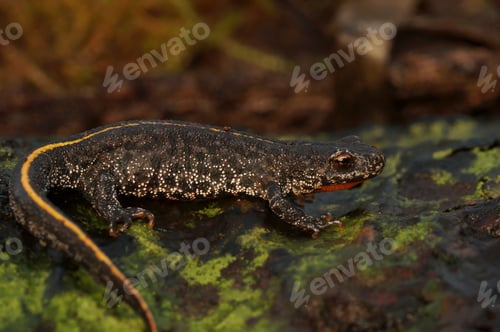 Preview: Closeup on a juvenile Balkan crested newt, Triturus ivanbureschi sitting on wood